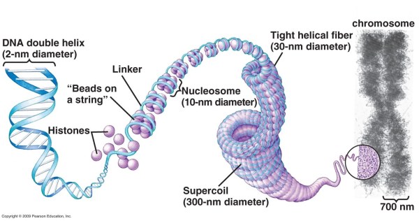DNA 101